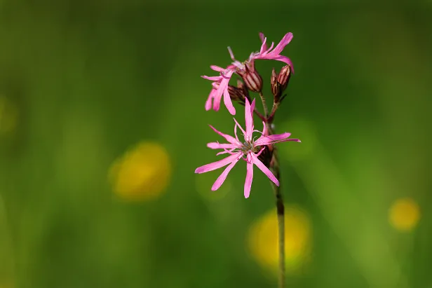 Kuckucks-Lichtnelke Silene flos-cuculi L.