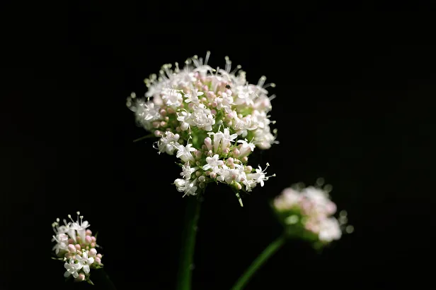 Großer Baldrian Valeriana officinalis