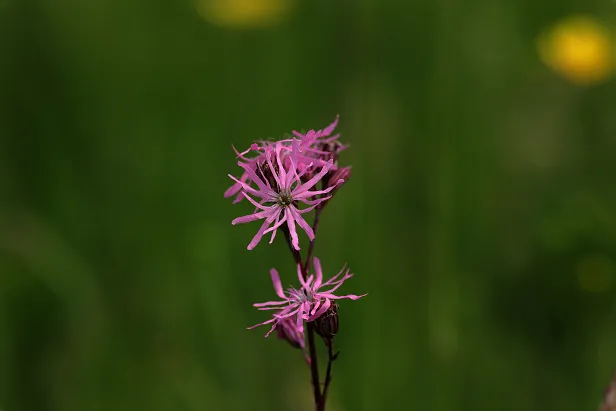 Kuckucks-Lichtnelke Silene flos-cuculi L.