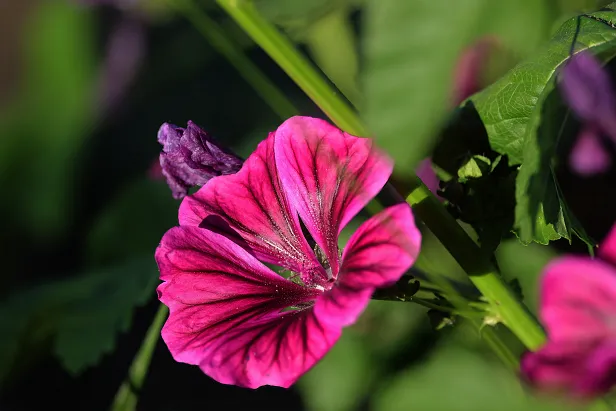 Wilde Malve Malva sylvestris