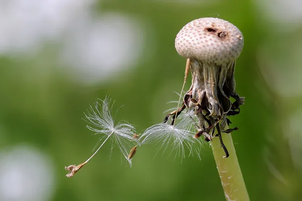 Löwenzahn Taraxacum sect. Ruderalia