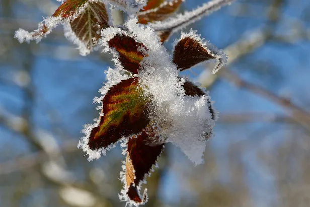 Blätter im Schnee