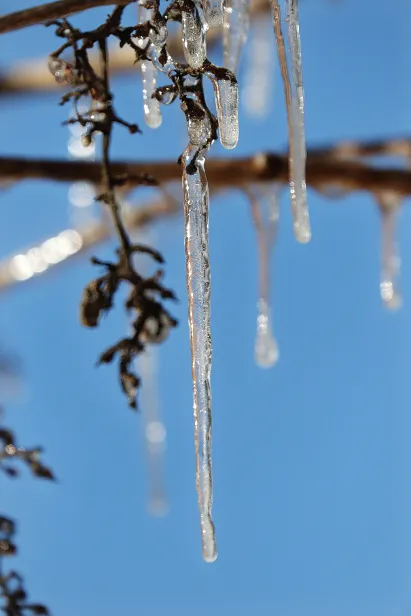 Eiszapfen am Wein