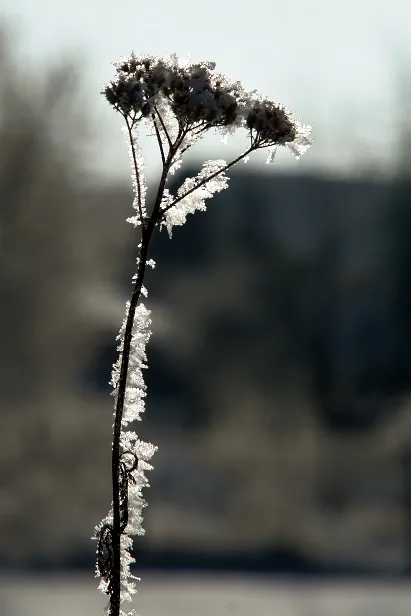 Blüte im Schnee