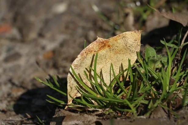 Ein Blatt