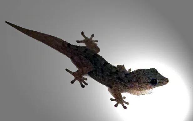 Kanarengecko