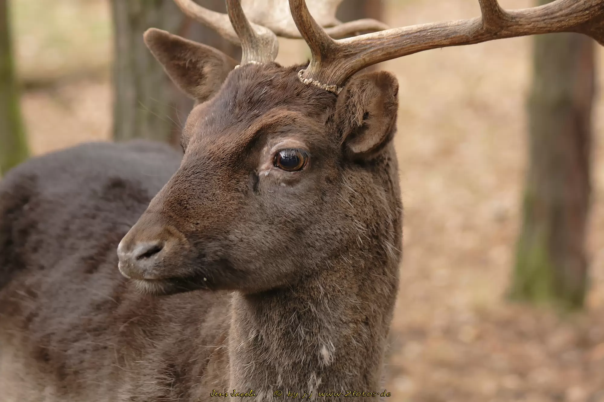Damhirsch Wildgehege Glauer Tal