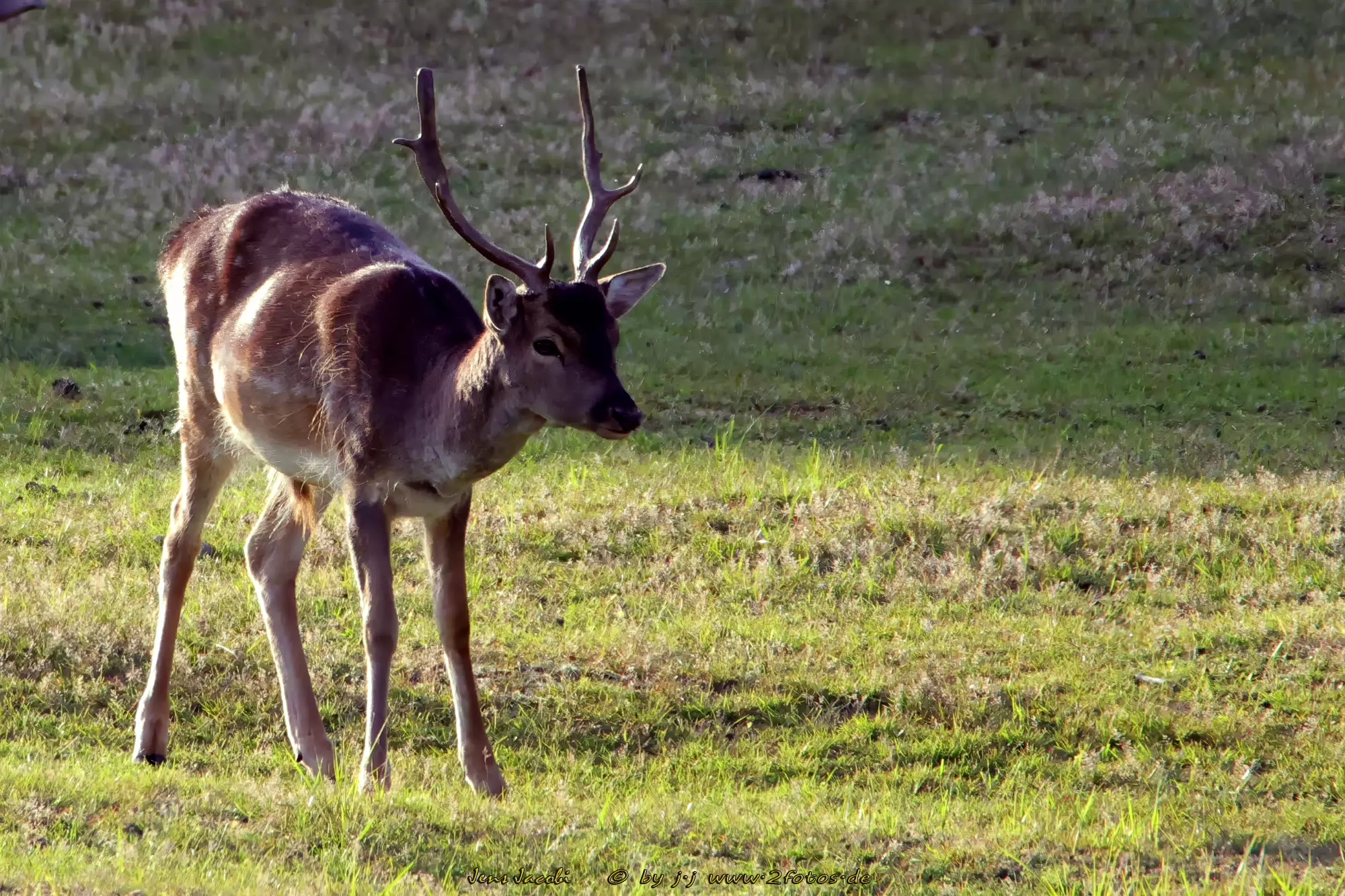 Damhirsch Wildgehege Glauer Tal