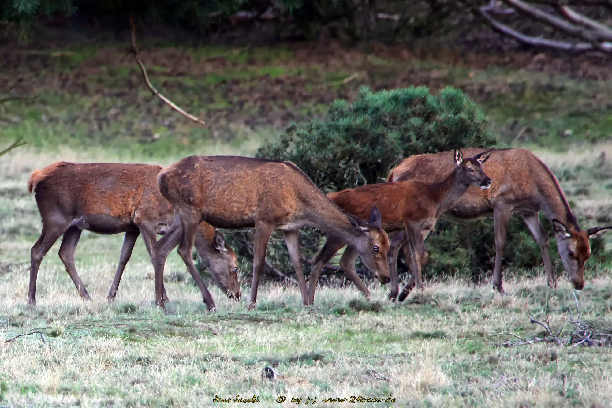 Rothirsch Wildgehege Glauer Tal