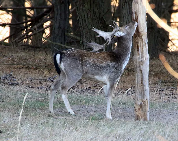 Damhirsch Wildgehege Glauer Tal