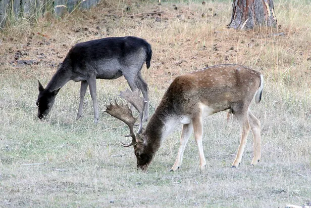 Damhirsch Wildgehege Glauer Tal