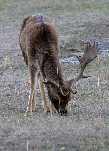 Damhirsch Wildgehege Glauer Tal