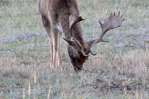 Damhirsch Wildgehege Glauer Tal