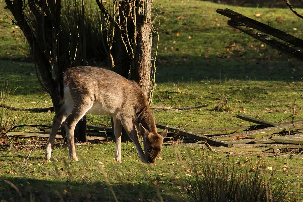 Damhirsch Wildgehege Glauer Tal