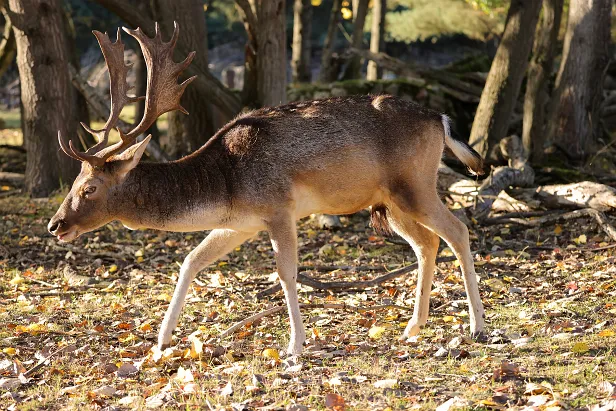 Damhirsch Wildgehege Glauer Tal