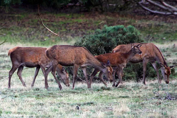 Rothirsch Wildgehege Glauer Tal