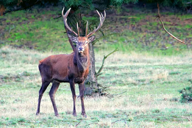 Rothirsch Wildgehege Glauer Tal