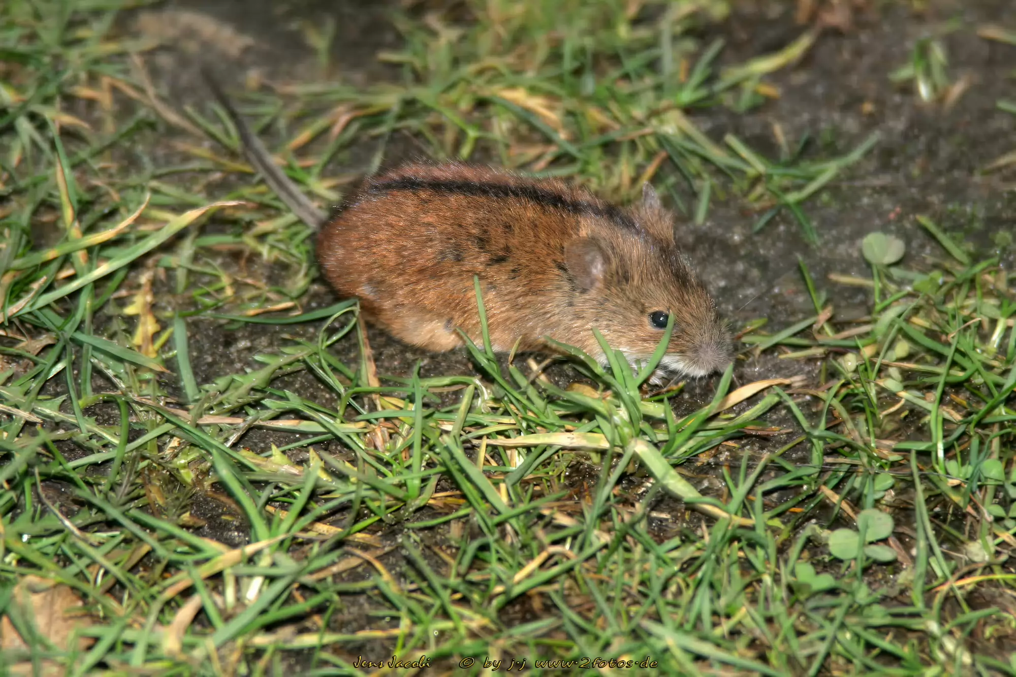 Brandmaus Apodemus agrarius