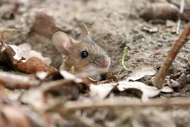 Waldmaus