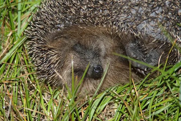 Braunbrustigel