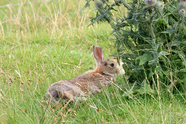 Wildkaninchen