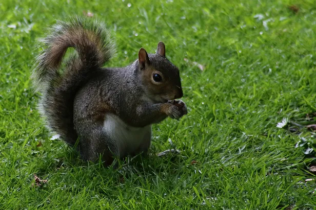 Grauhörnchen