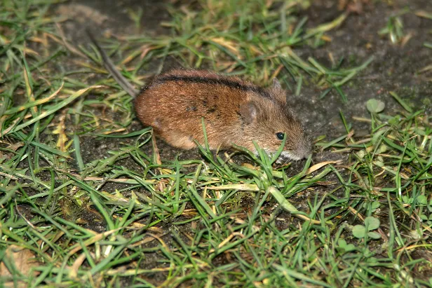 Brandmaus