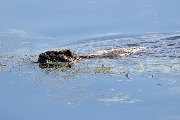 Nutria