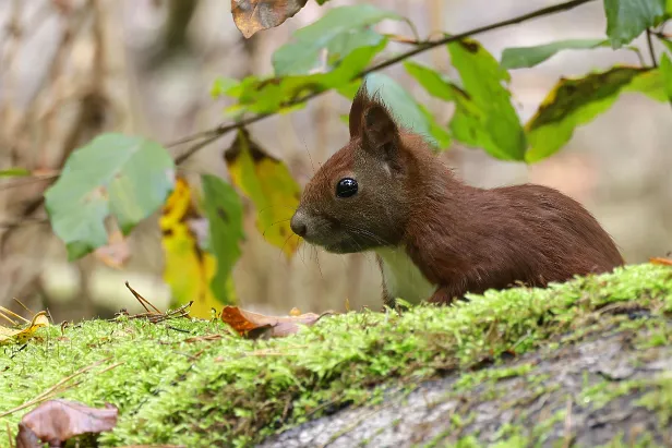 Eurasisches Eichhörnchen