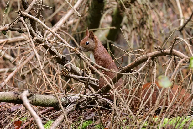 Eurasisches Eichhörnchen