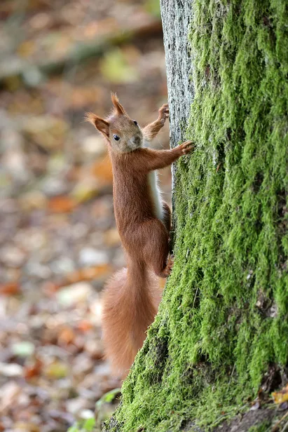 Eurasisches Eichhörnchen