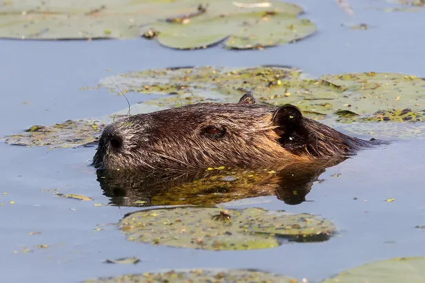 Nutria