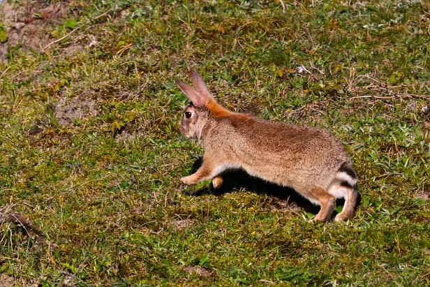 Wildkaninchen