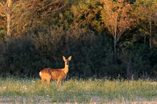 Rehe