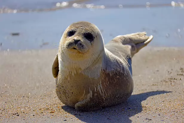 Seehund Südstrand