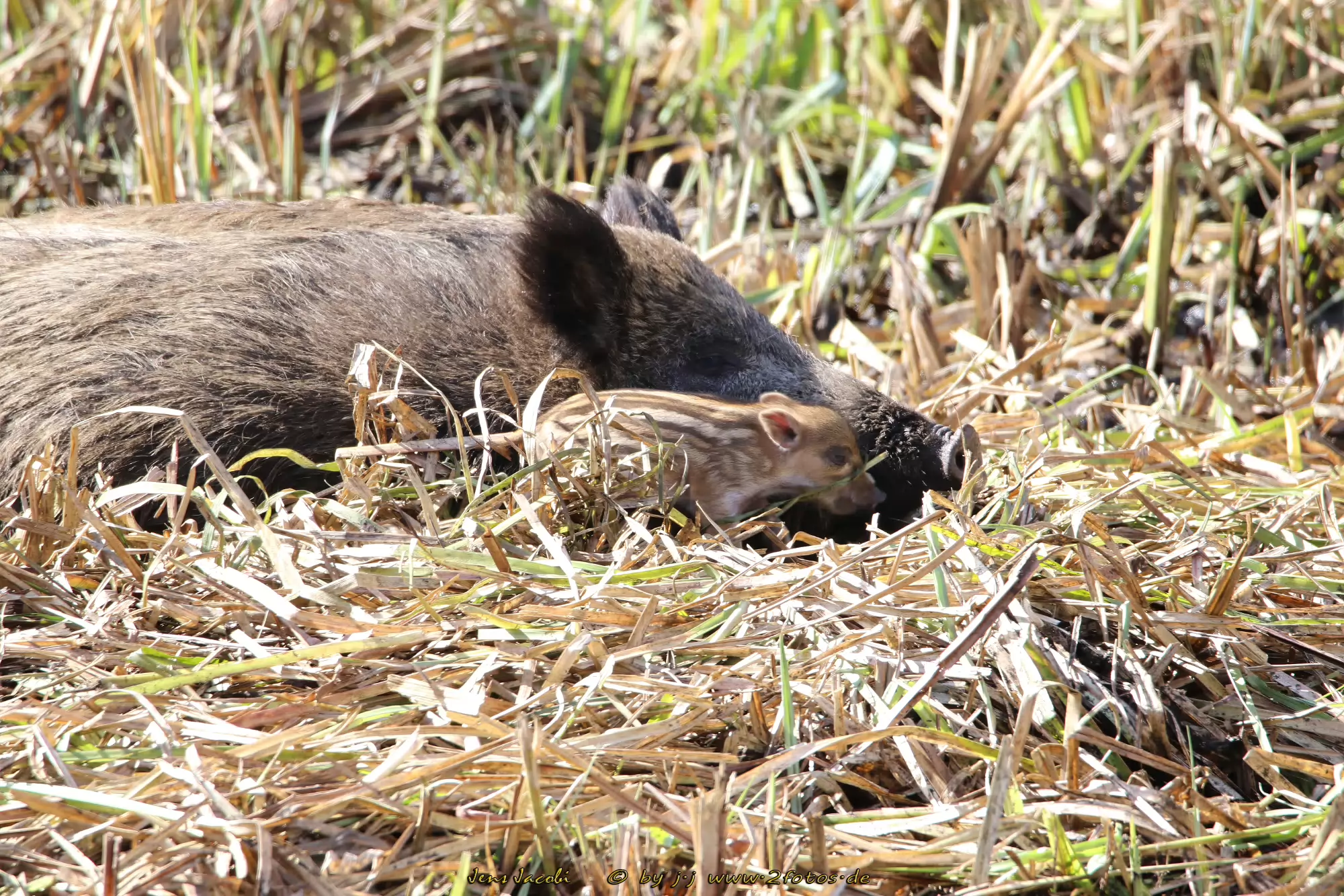 Wildschwein Sus scrofa - Frischlinge wenige Tage alt