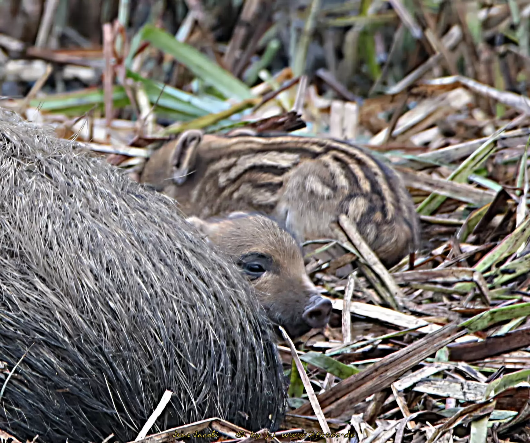 Wildschwein Sus scrofa - Frischlinge wenige Tage alt