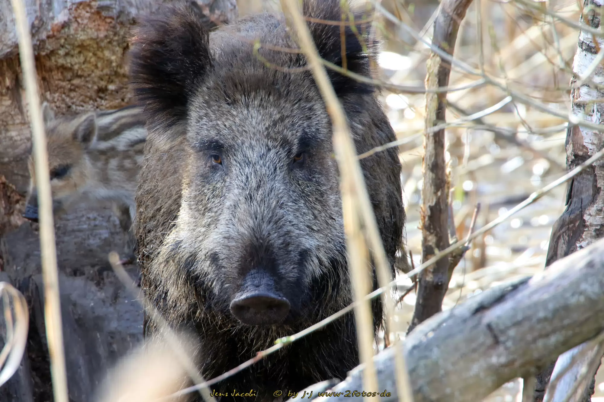 Wildschwein Sus scrofa