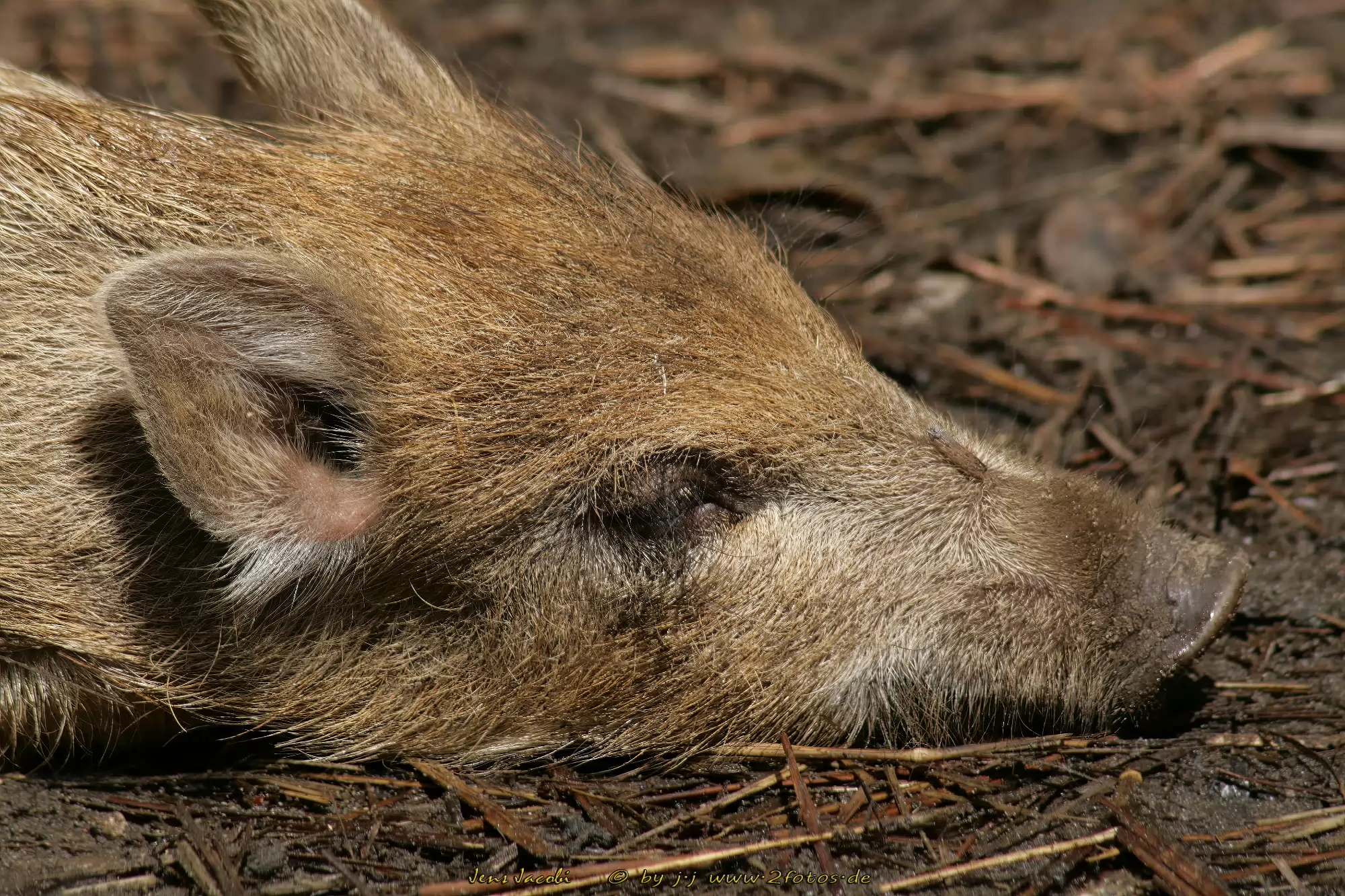 Wildschwein 