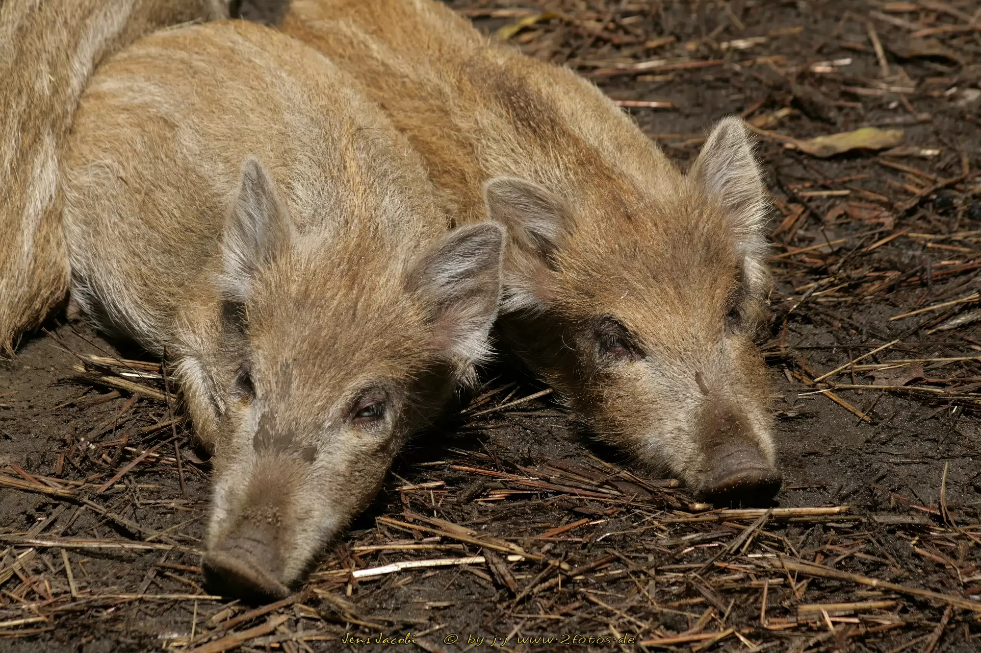 Wildschwein Sus scrofa