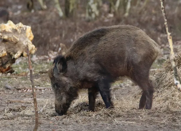 Wildschwein