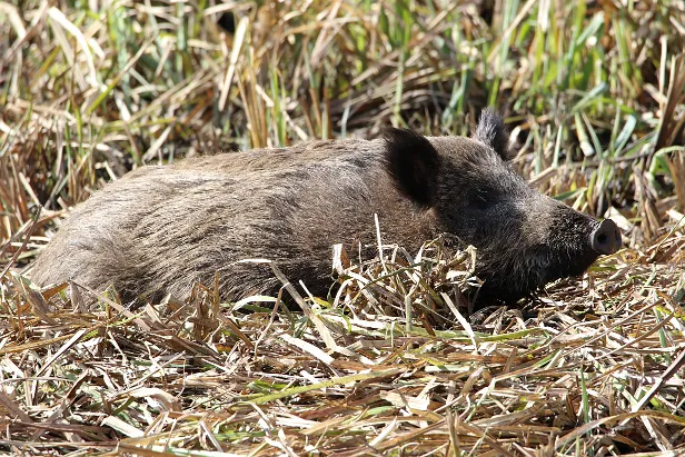 Wildschwein -Frischlinge wenige Tage alt