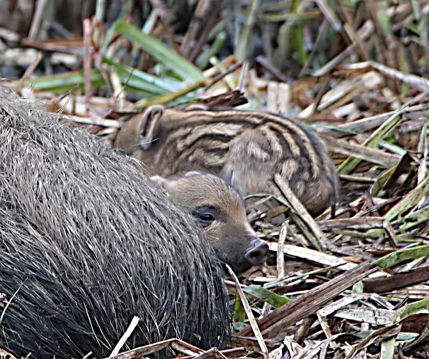 Wildschwein Frischlinge wenige Tage alt