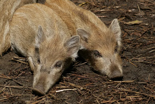 Wildschwein