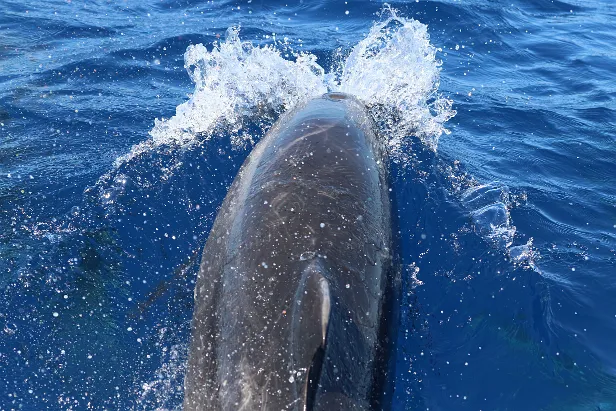 Delfin vor La Palma (Kanaren)