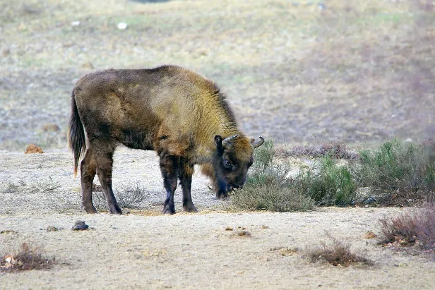 Wisent