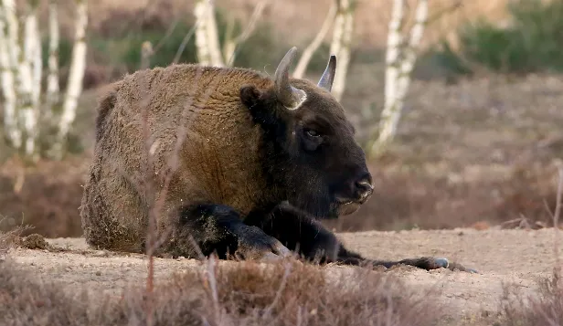 Wisent