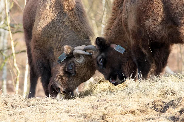 Wisent