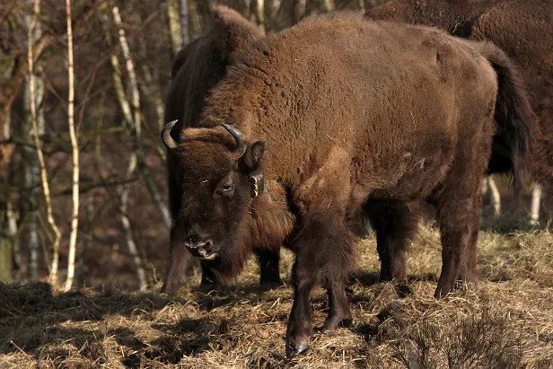 Wisent