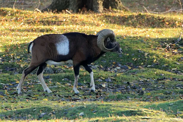 Europäischer Mufflon